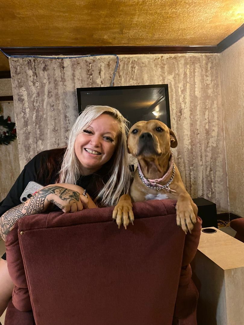 Enlarge Brie, a Adoptable mixed breed in Margate, FL image 3/6