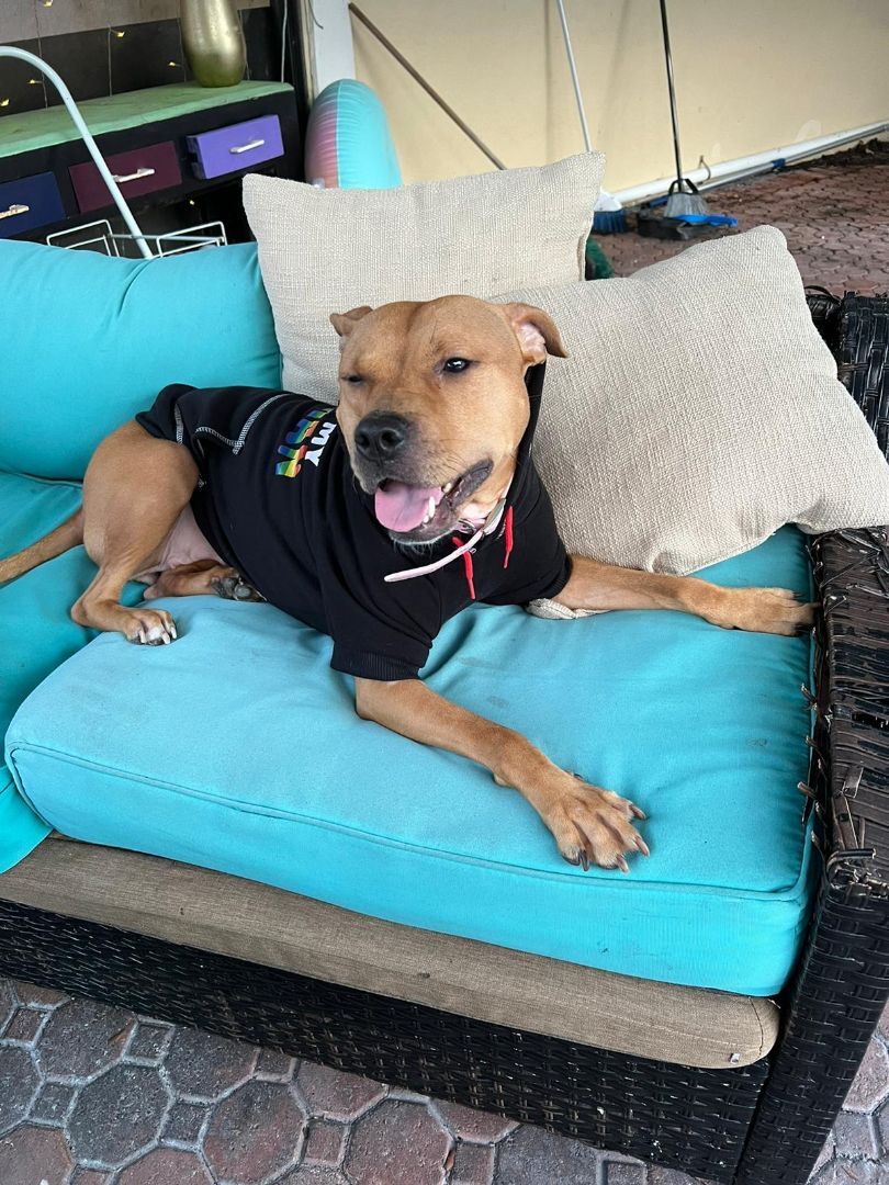 Enlarge Brie, a Adoptable mixed breed in Margate, FL image 4/6