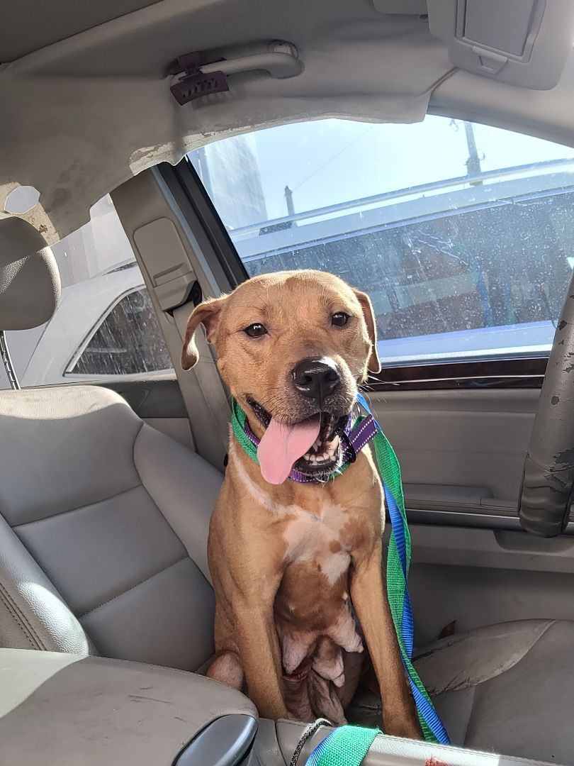 Enlarge Brie, a Adoptable mixed breed in Margate, FL image 5/6