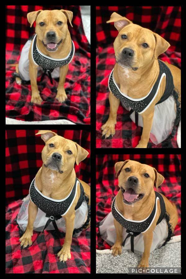 Enlarge Brie, a Adoptable mixed breed in Margate, FL image 6/6