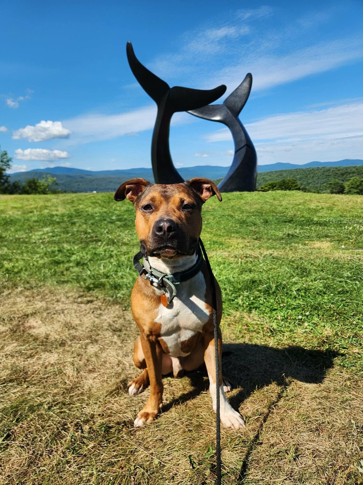 Enlarge Dozer, a Adoptable mixed breed in Randolph Center, VT image 1/4