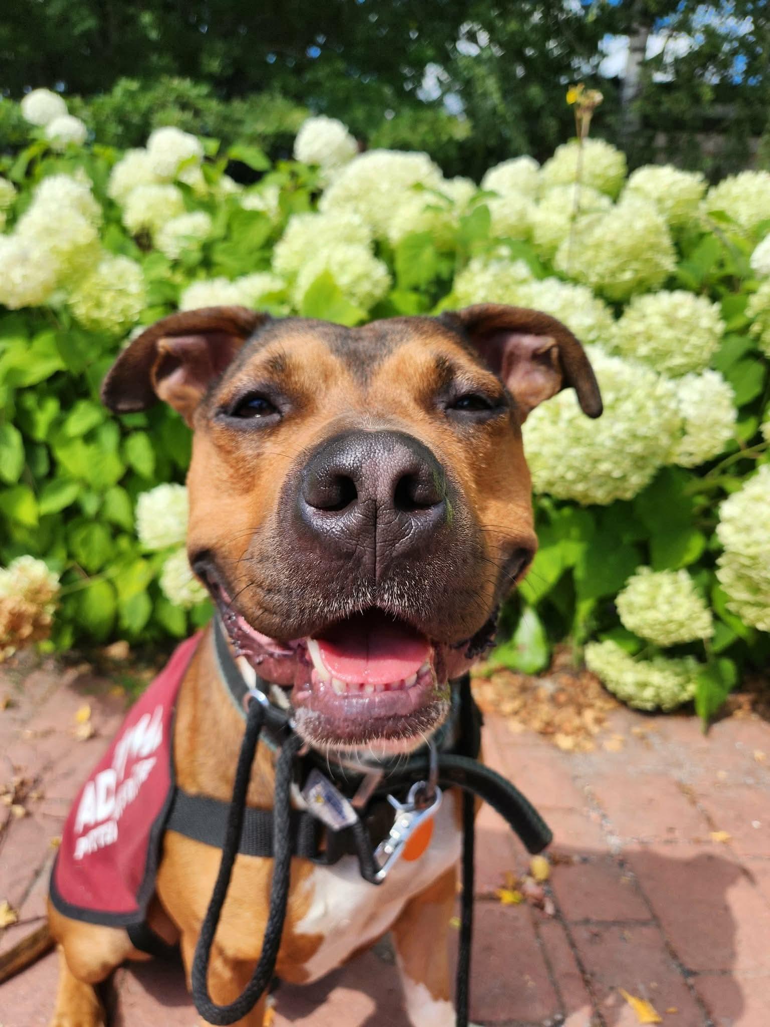 Enlarge Dozer, a Adoptable mixed breed in Randolph Center, VT image 2/4