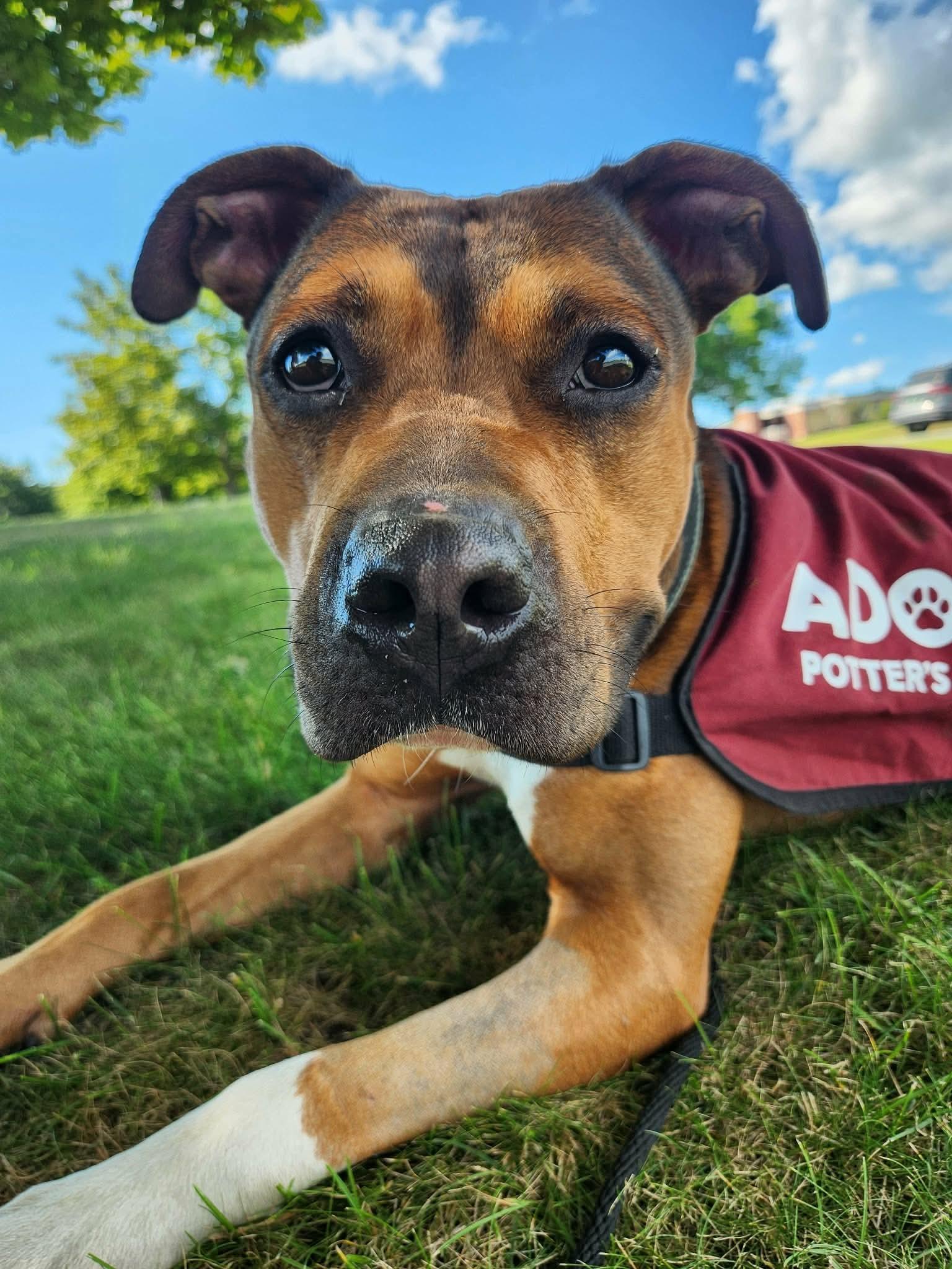 Enlarge Dozer, a Adoptable mixed breed in Randolph Center, VT image 4/4