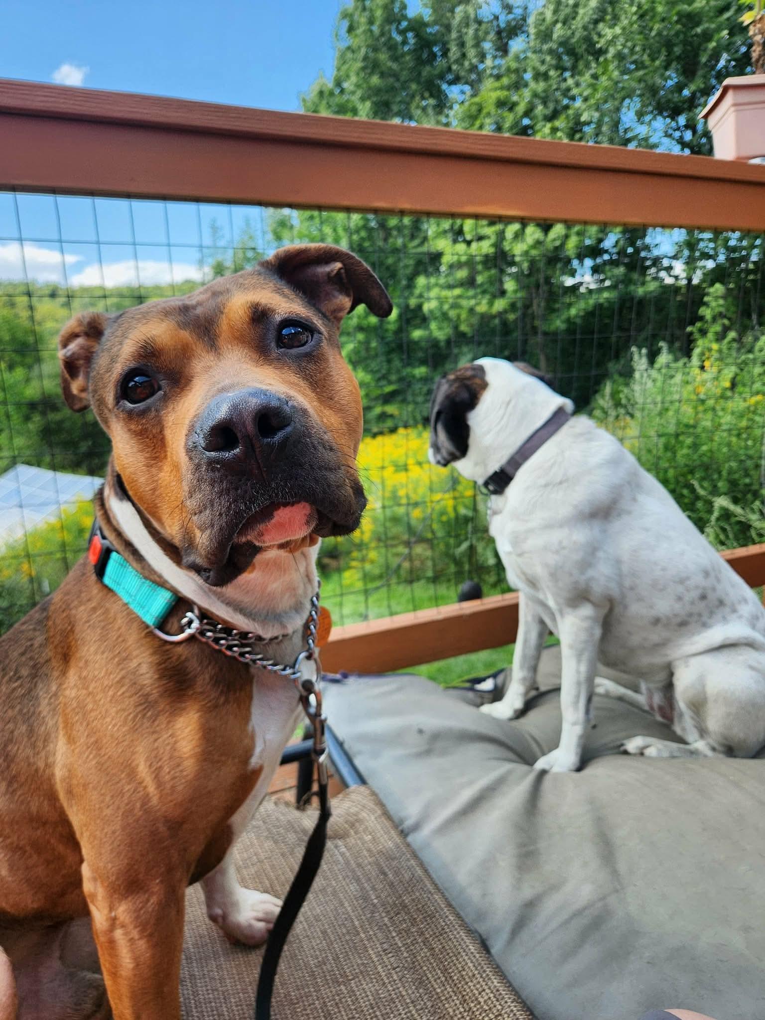 Enlarge Dozer, a Adoptable mixed breed in Randolph Center, VT image 3/4