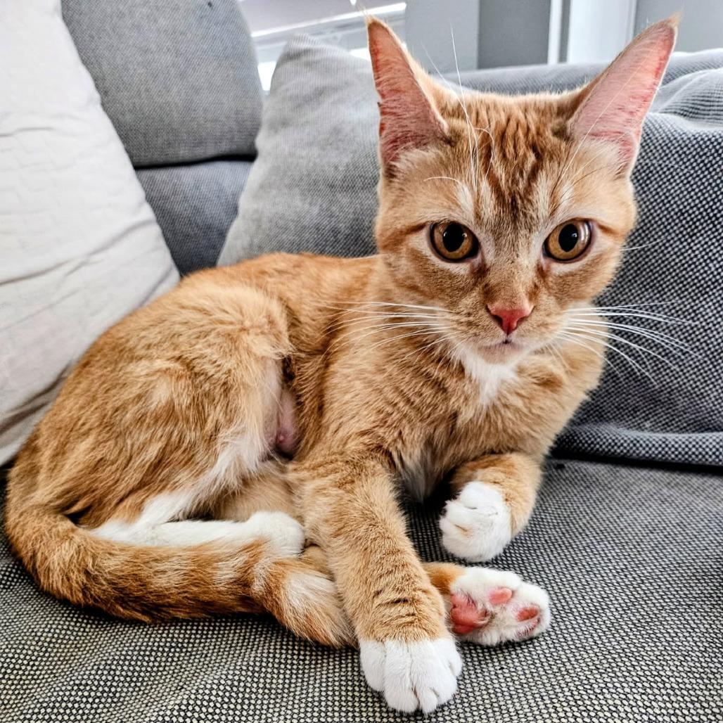 Enlarge Rajah, a Adoptable Domestic Short Hair in Houston, TX image 2/5