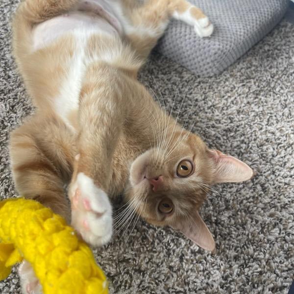 Enlarge Rajah, a Adoptable Domestic Short Hair in Houston, TX image 3/5