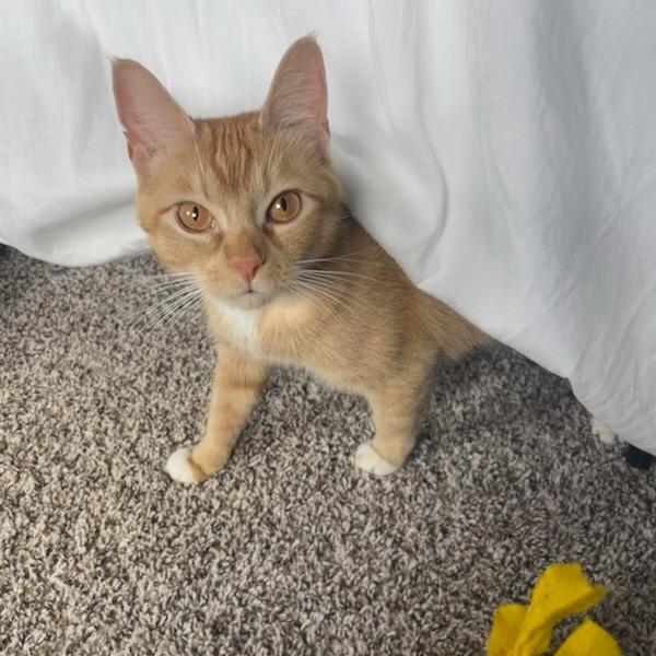 Enlarge Rajah, a Adoptable Domestic Short Hair in Houston, TX image 4/5