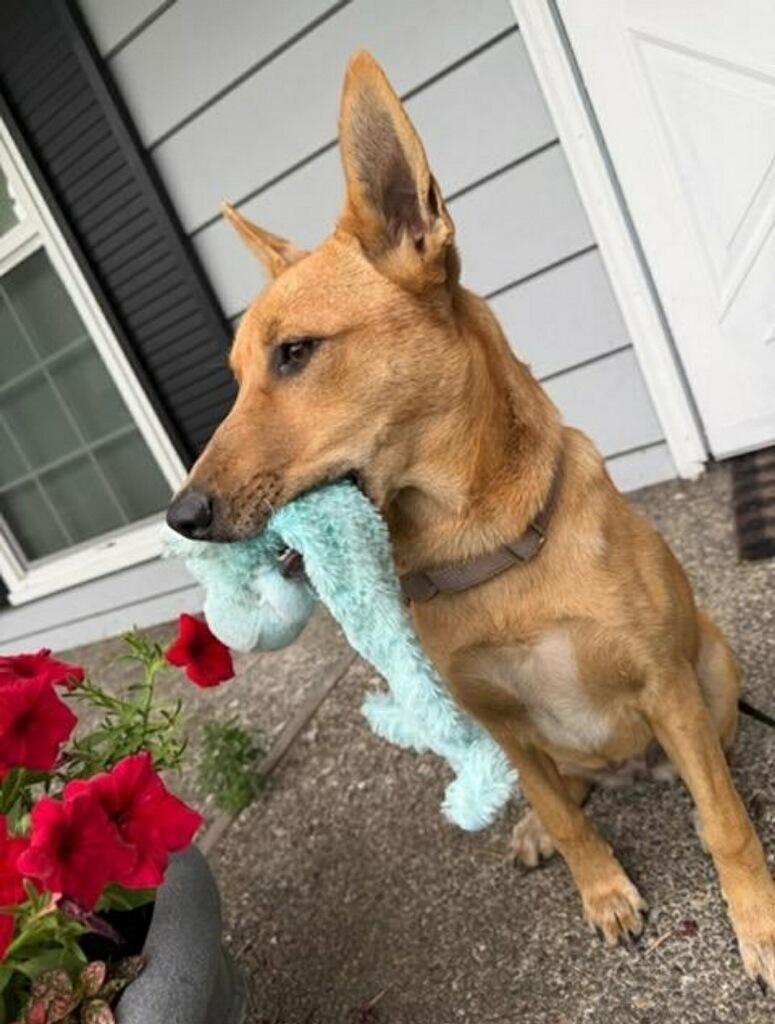 Elaine, a Adoptable mixed breed in Snohomish, WA image 3/3