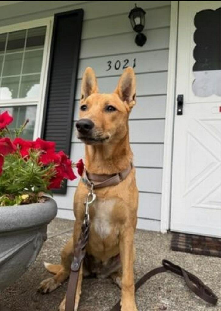 Elaine, Adoptable, Puppy Female Catahoula Leopard Dog & German Shepherd Dog.