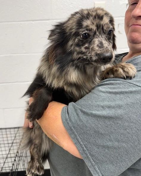 Ella Langley, Adoptable, Young Female Pomeranian.