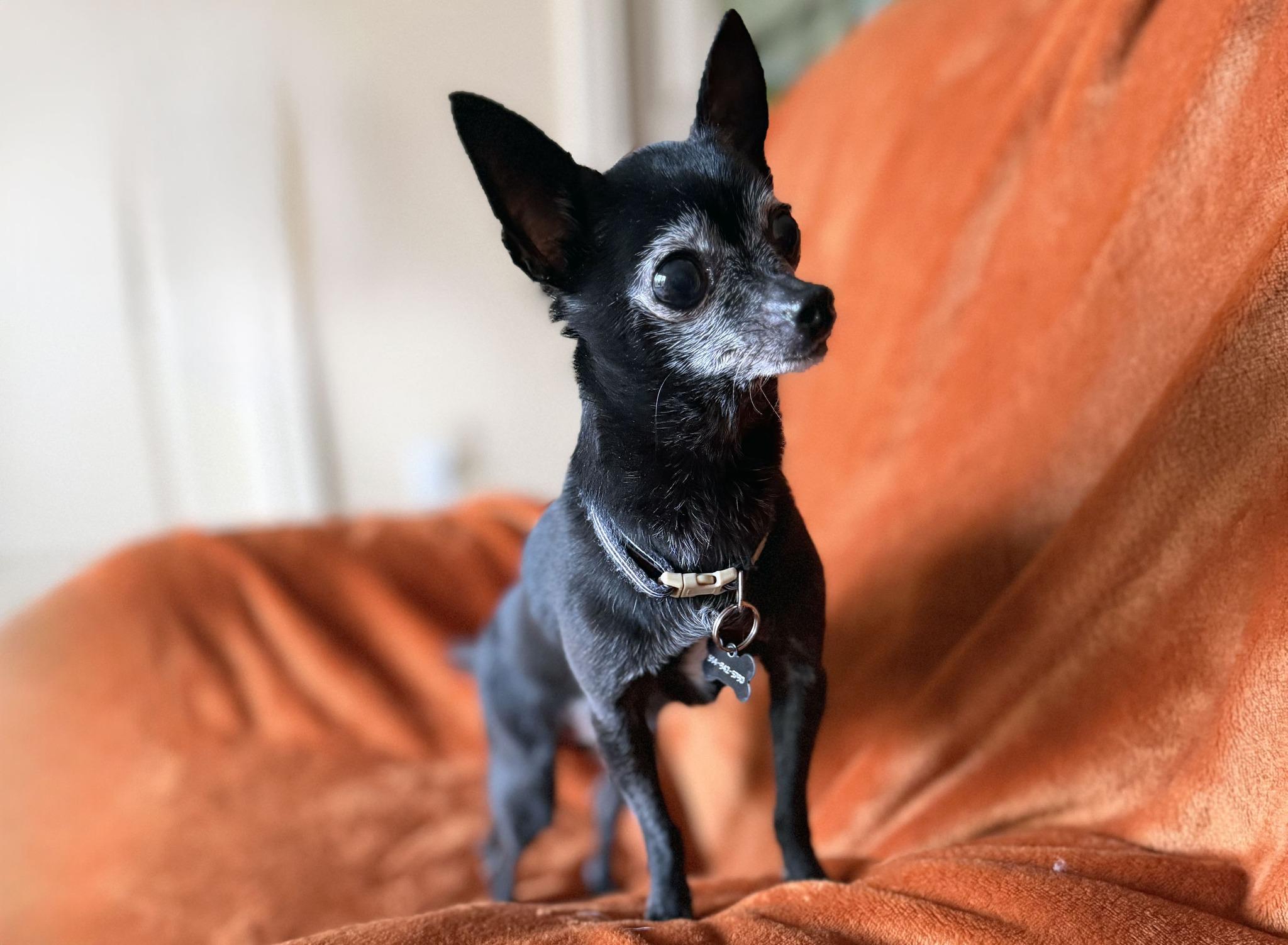 FIGARO, an adopted Chihuahua in Montreal, QC image 3/3