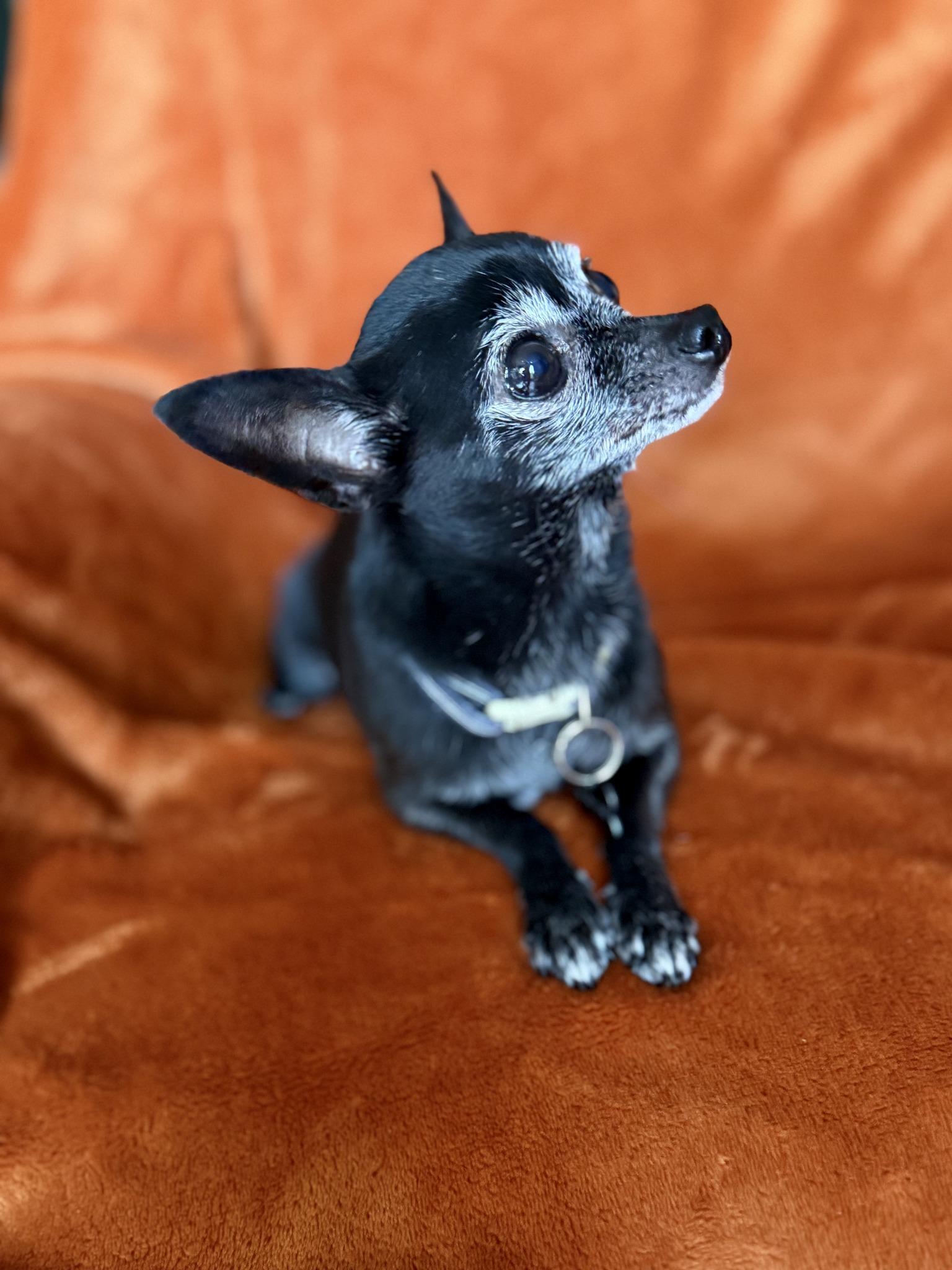 FIGARO, adopted, Adult Male Chihuahua.