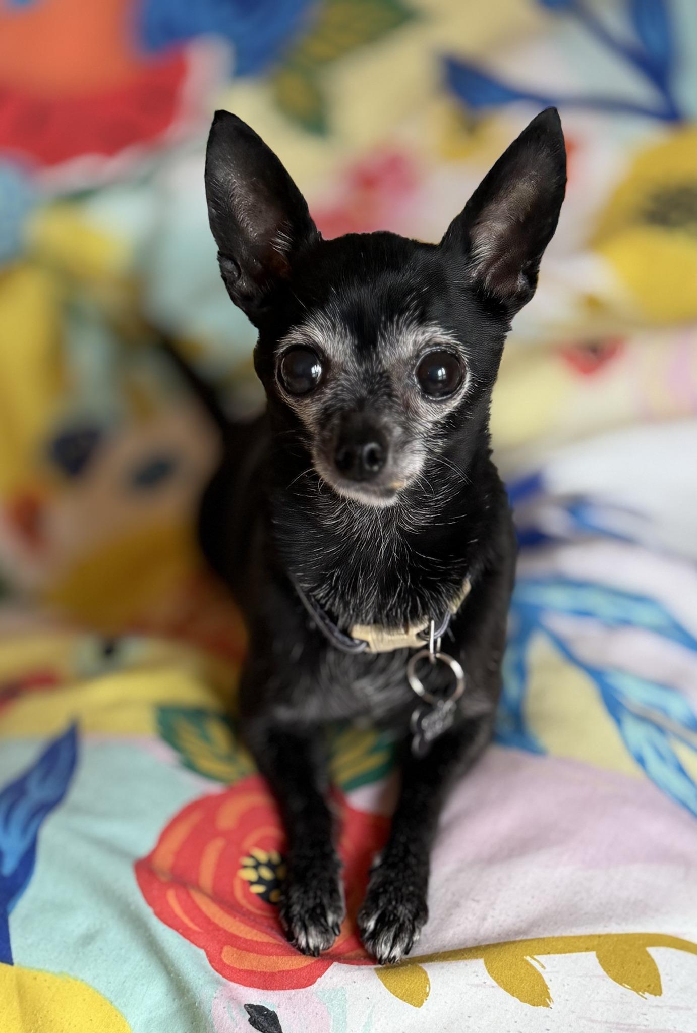 FIGARO, an adopted Chihuahua in Montreal, QC image 2/3