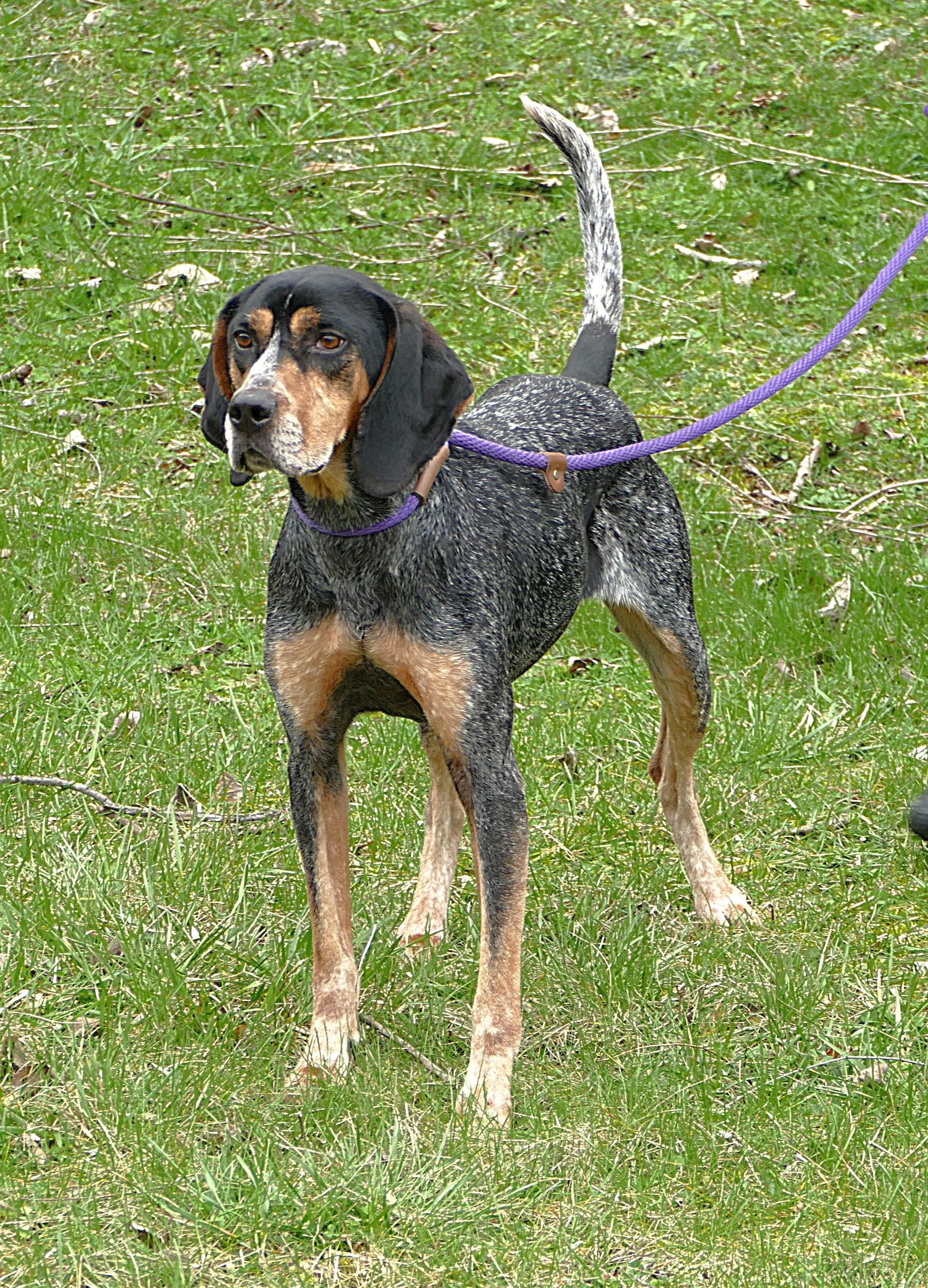 Enlarge REMY, a ADOPTABLE Bluetick Coonhound in Beechbottom, WV image 3/4