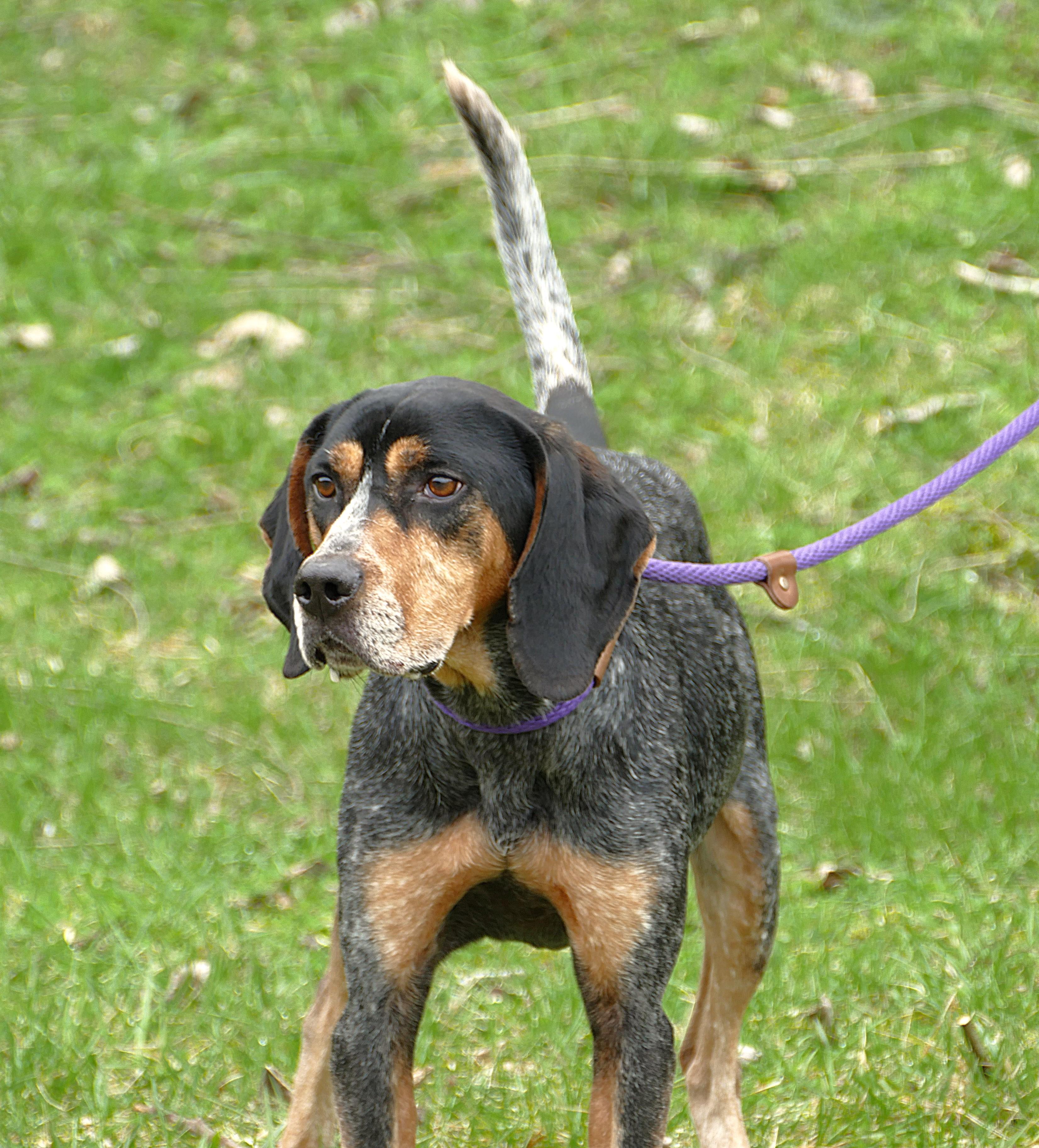 Enlarge REMY, a ADOPTABLE Bluetick Coonhound in Beechbottom, WV image 1/4