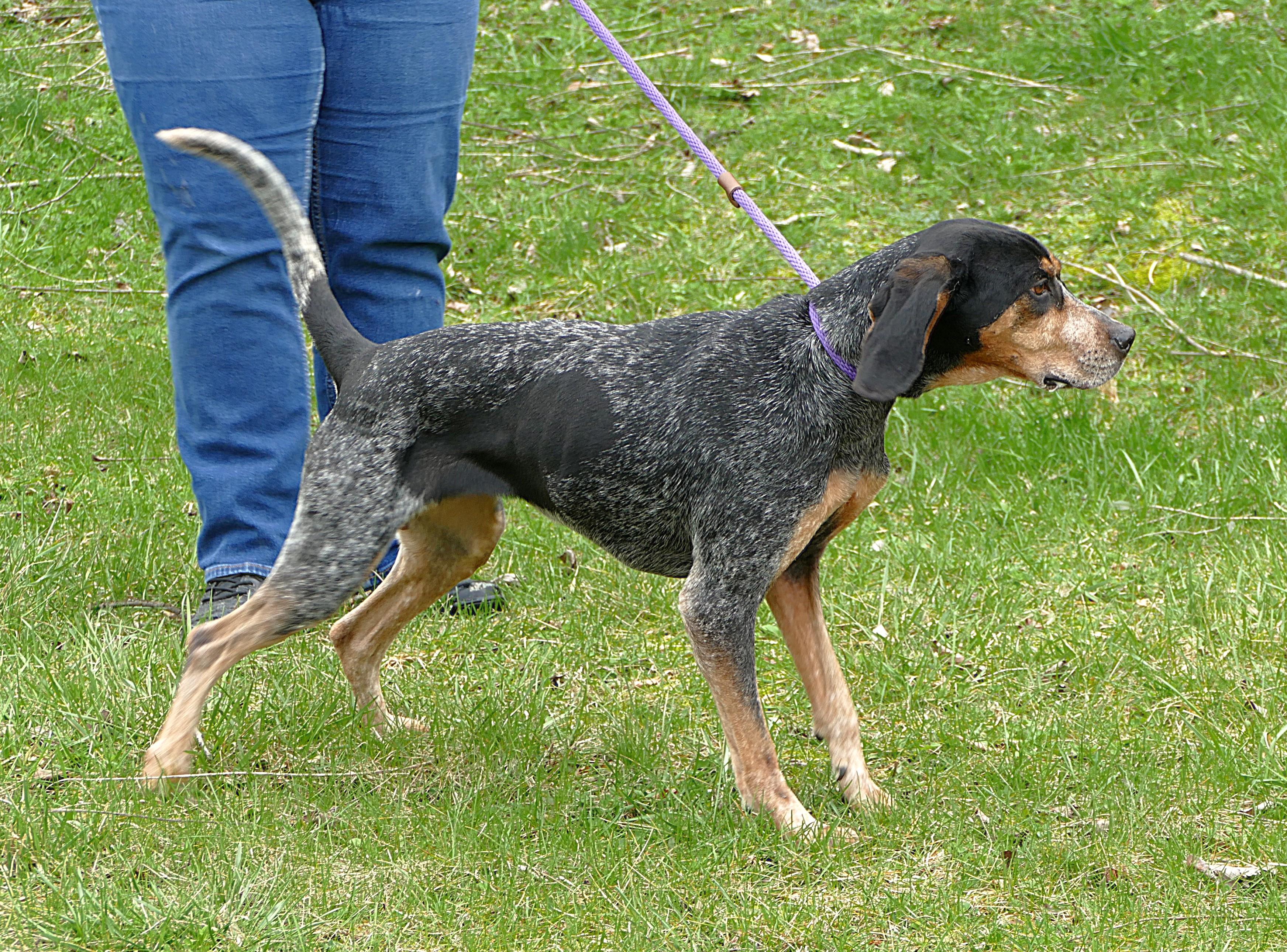 Enlarge REMY, a ADOPTABLE Bluetick Coonhound in Beechbottom, WV image 4/4