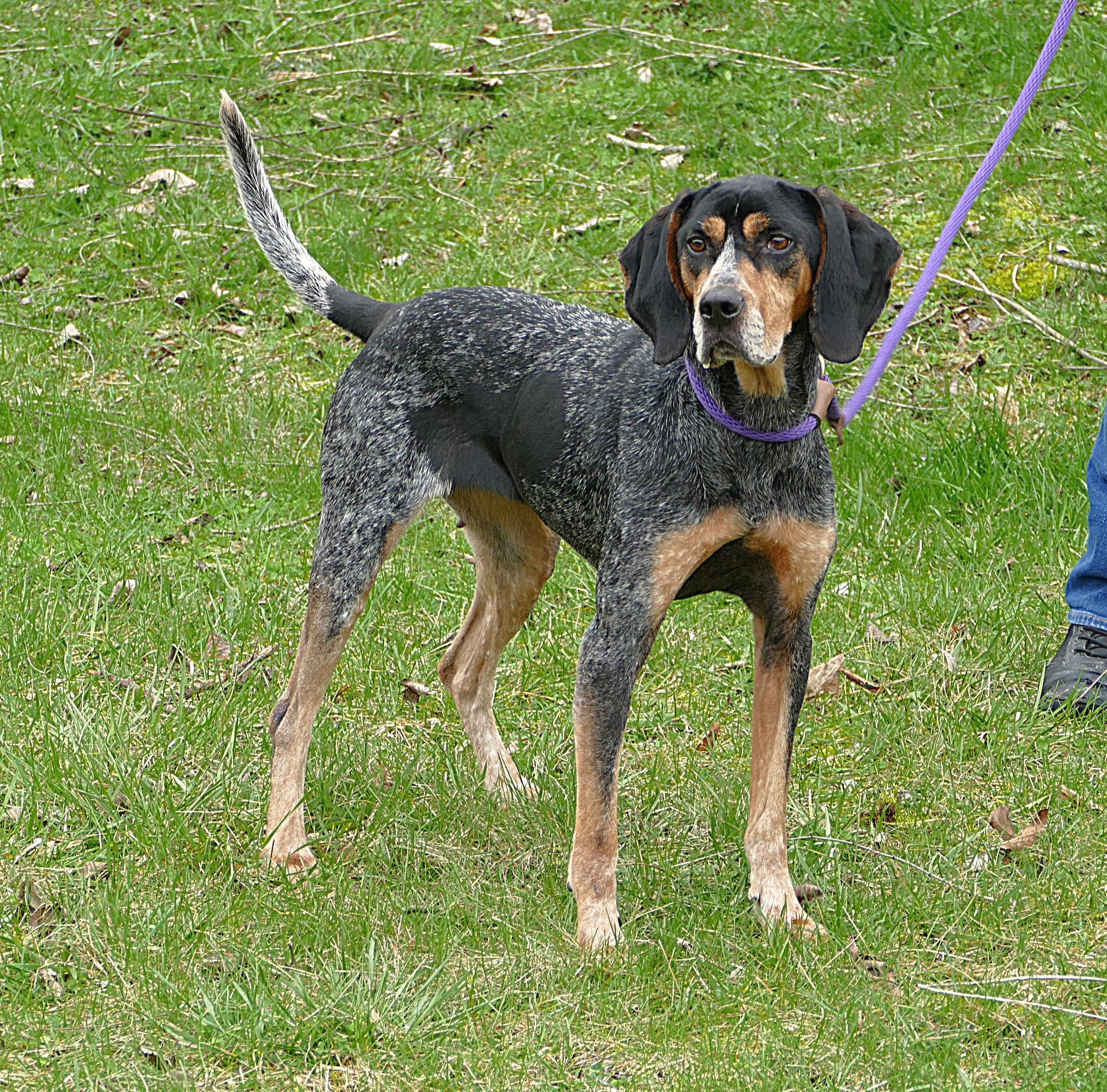 Enlarge REMY, a ADOPTABLE Bluetick Coonhound in Beechbottom, WV image 2/4