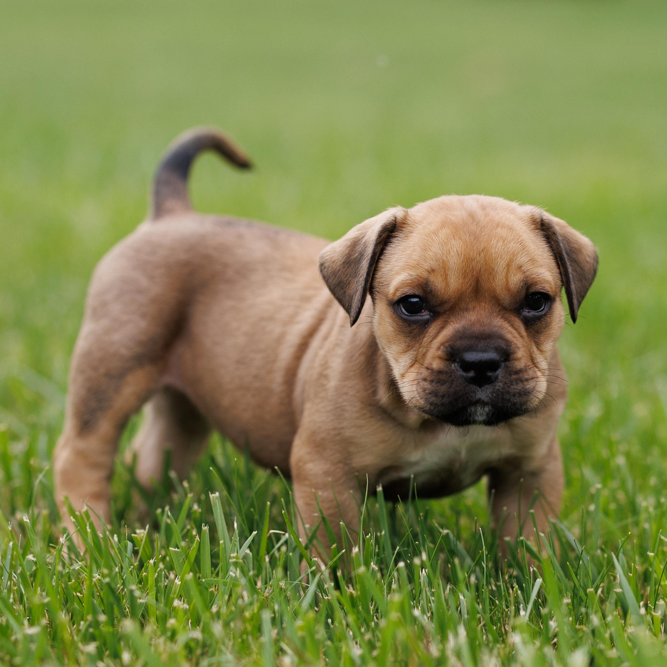 Enlarge Mt. Olive Relish, a ADOPTABLE mixed breed in Grafton, OH image 2/2