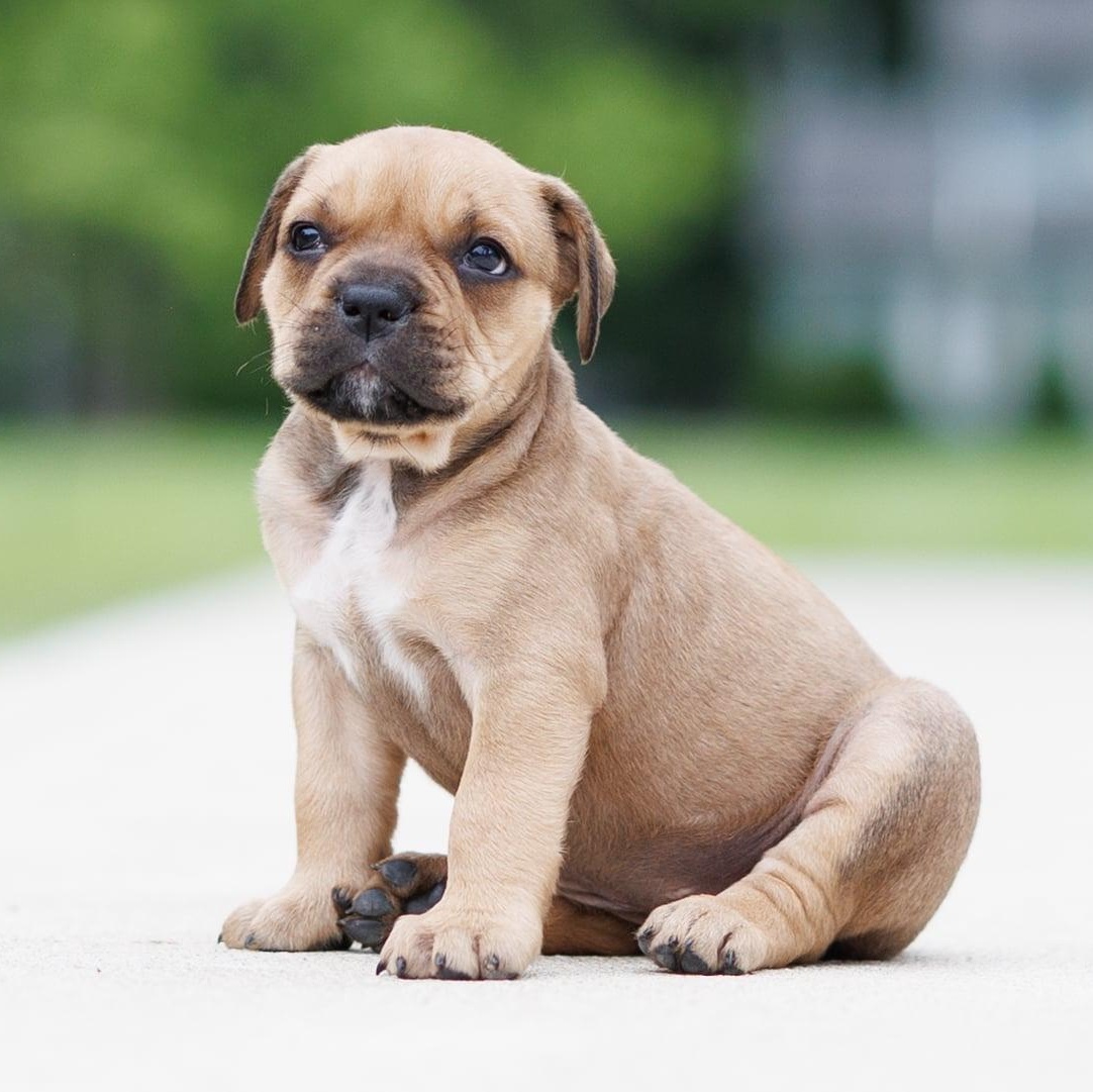 Mt. Olive Relish, ADOPTABLE, Puppy Female Bulldog.
