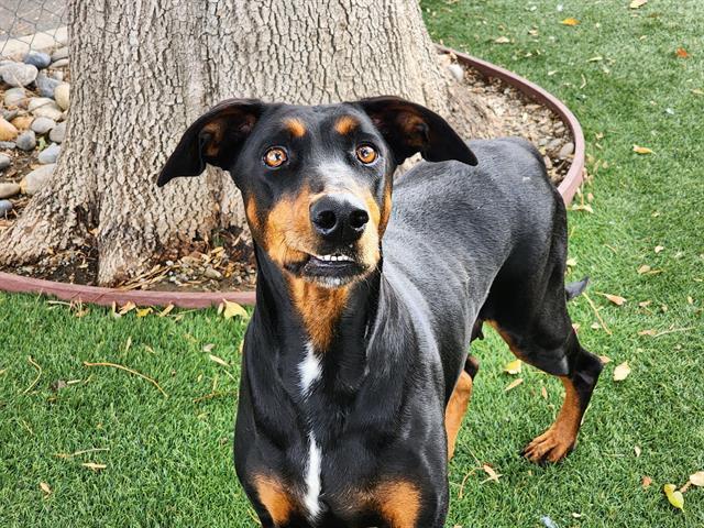 Enlarge DAZZLE, a Adoptable Doberman Pinscher in Antioch, CA image 1/1