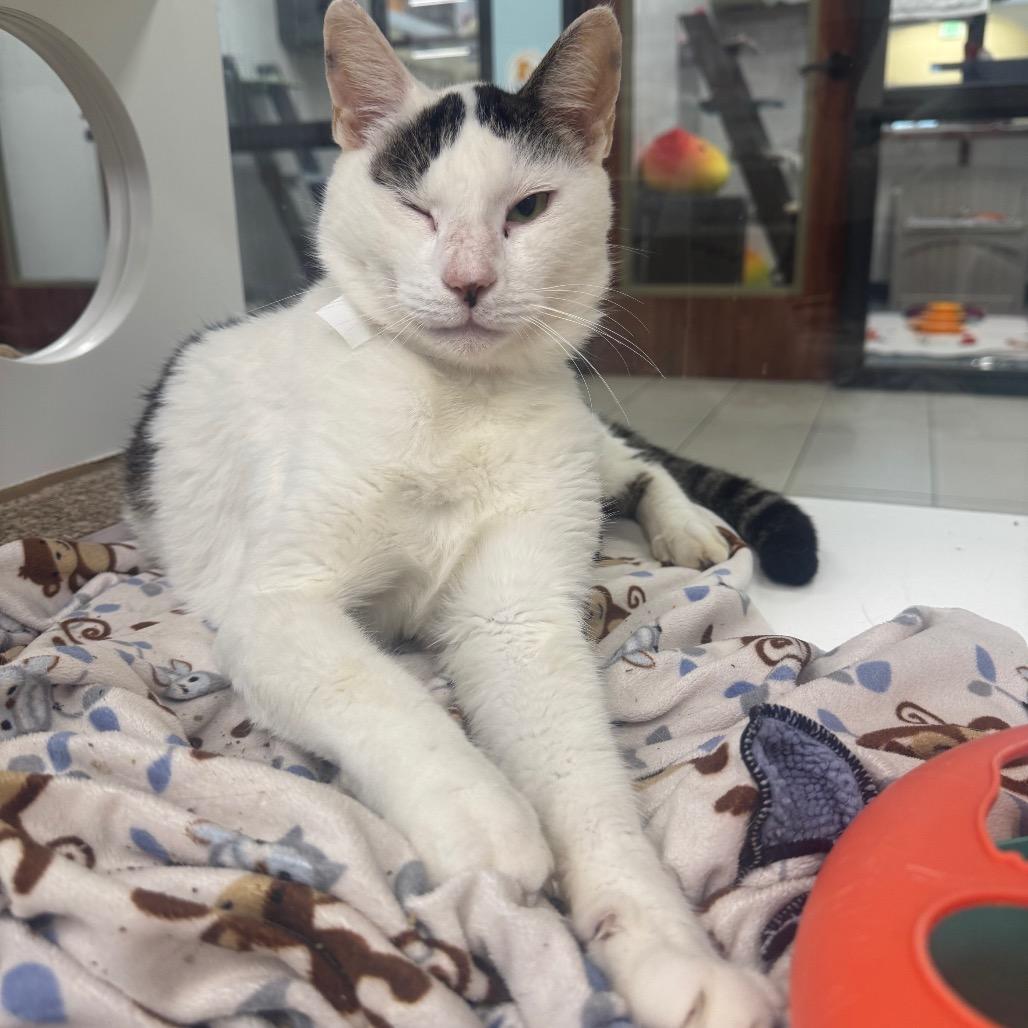 Enlarge Snowmew, a Adoptable Domestic Short Hair in West Palm Beach, FL image 1/2