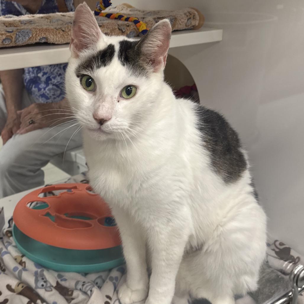 Enlarge Snowmew, a Adoptable Domestic Short Hair in West Palm Beach, FL image 2/2