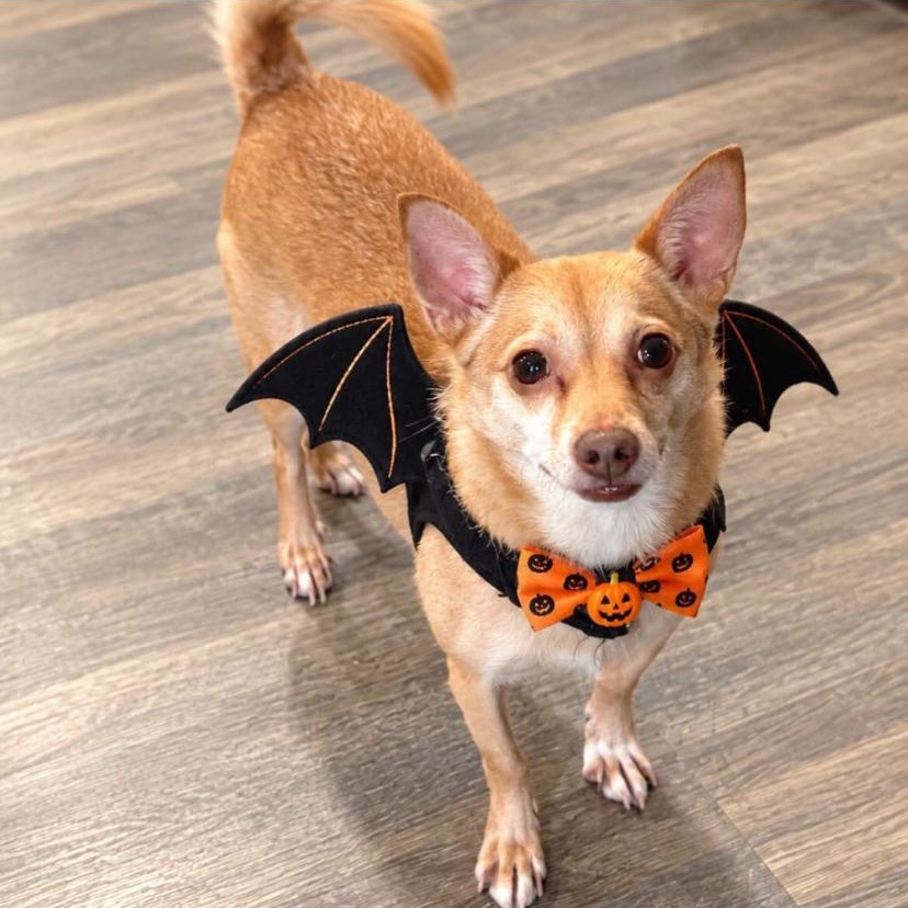Smiles, Adopted, Senior Male Chihuahua.
