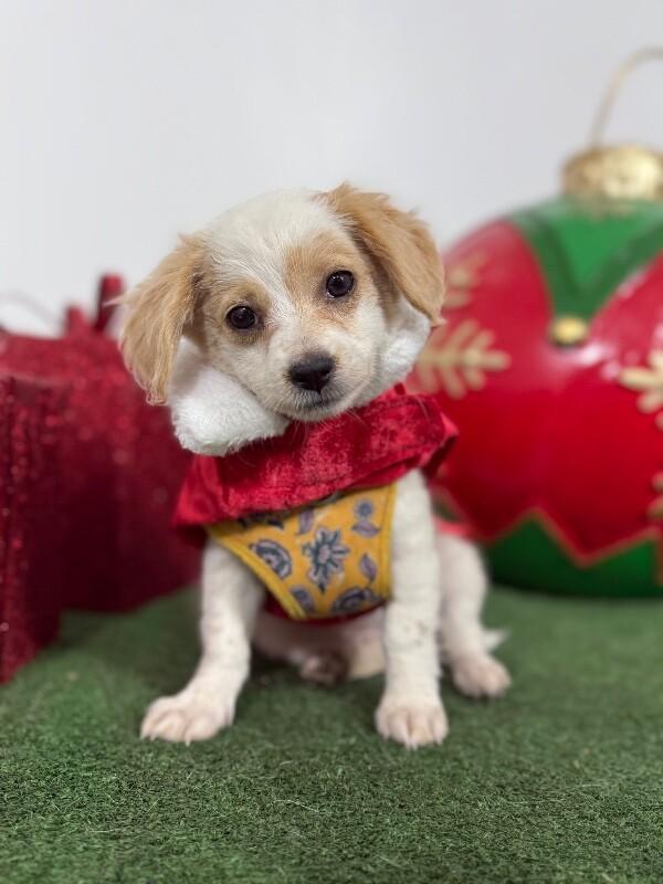Photo of Baby Female Spaniel White / Cream, Brown / Chocolate