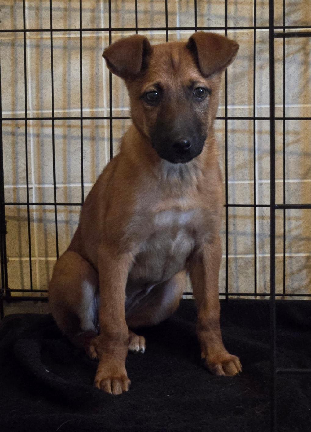 Enlarge Caramel, a ADOPTABLE mixed breed in Catlett, VA image 1/5