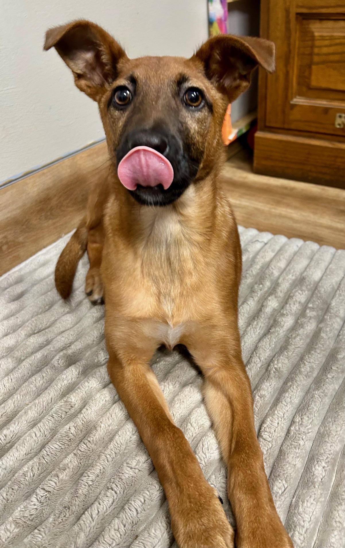 Enlarge Caramel, a ADOPTABLE mixed breed in Catlett, VA image 3/6