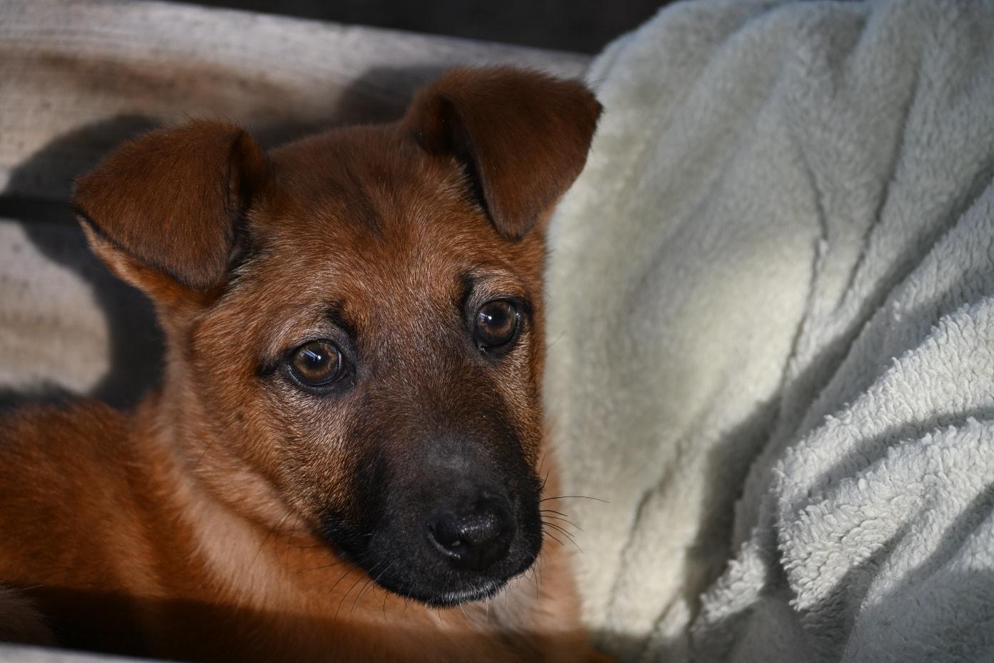 Enlarge Caramel, a ADOPTABLE mixed breed in Catlett, VA image 2/5