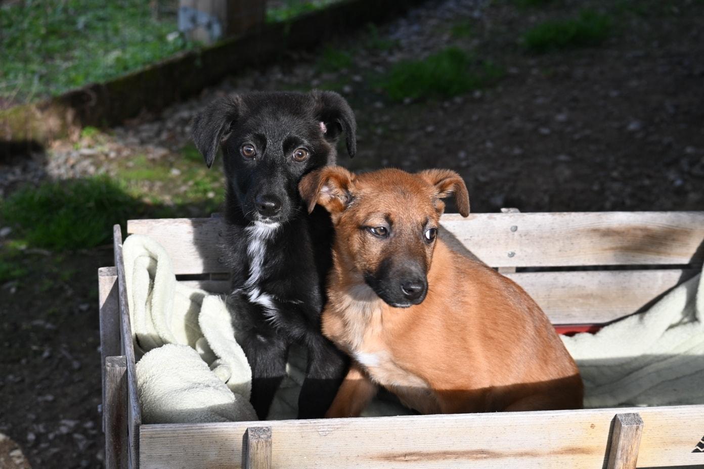 Enlarge Caramel, a ADOPTABLE mixed breed in Catlett, VA image 3/5