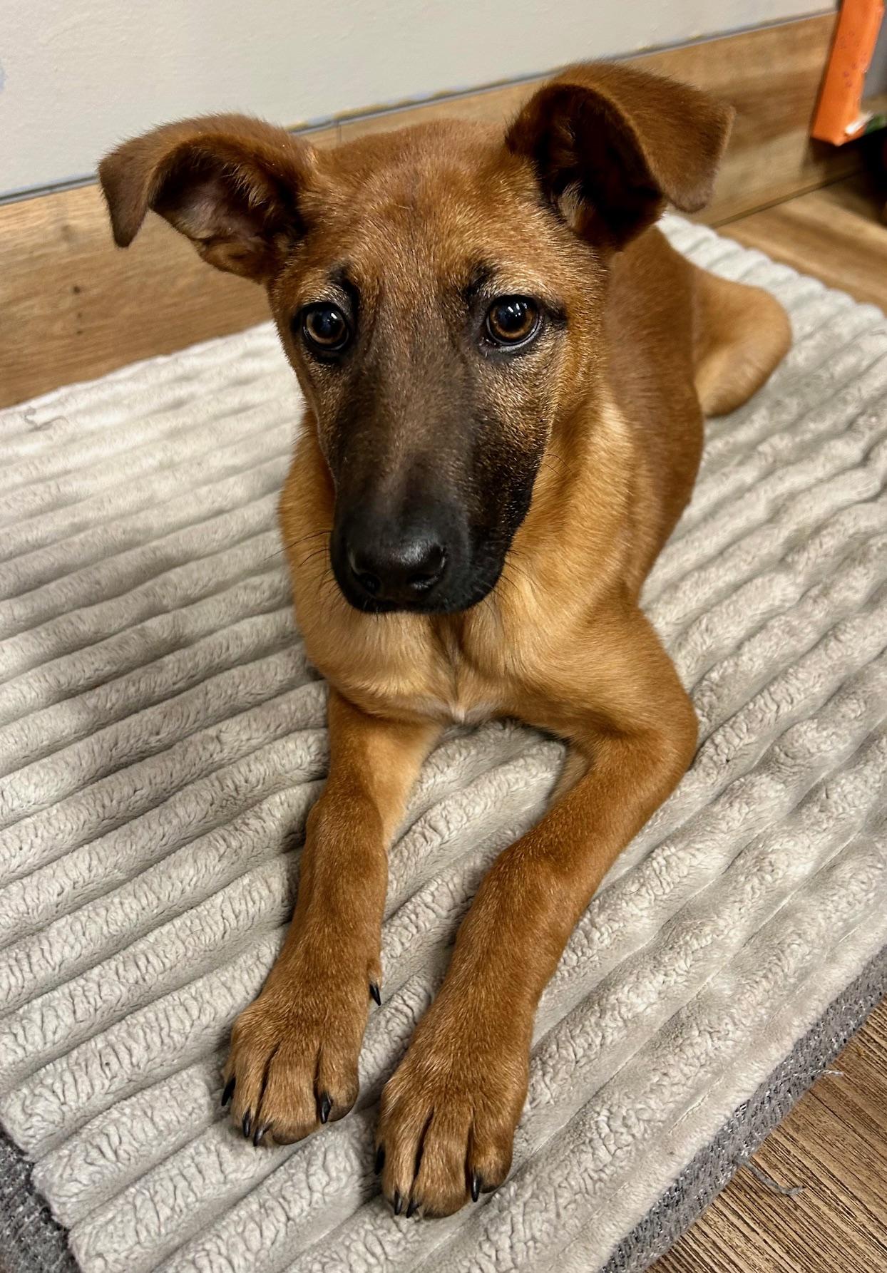 Enlarge Caramel, a ADOPTABLE mixed breed in Catlett, VA image 5/6