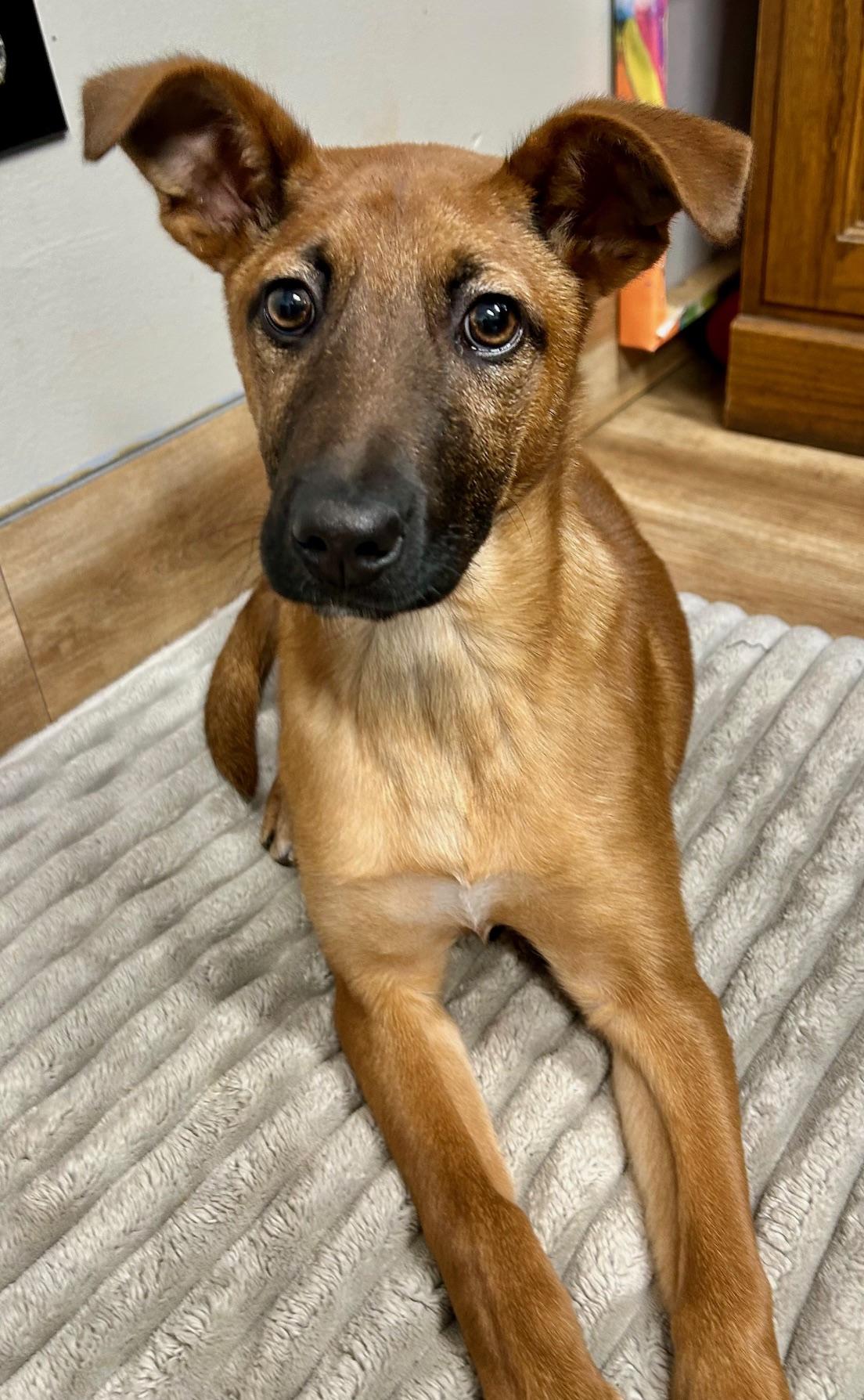 Enlarge Caramel, a ADOPTABLE mixed breed in Catlett, VA image 4/6