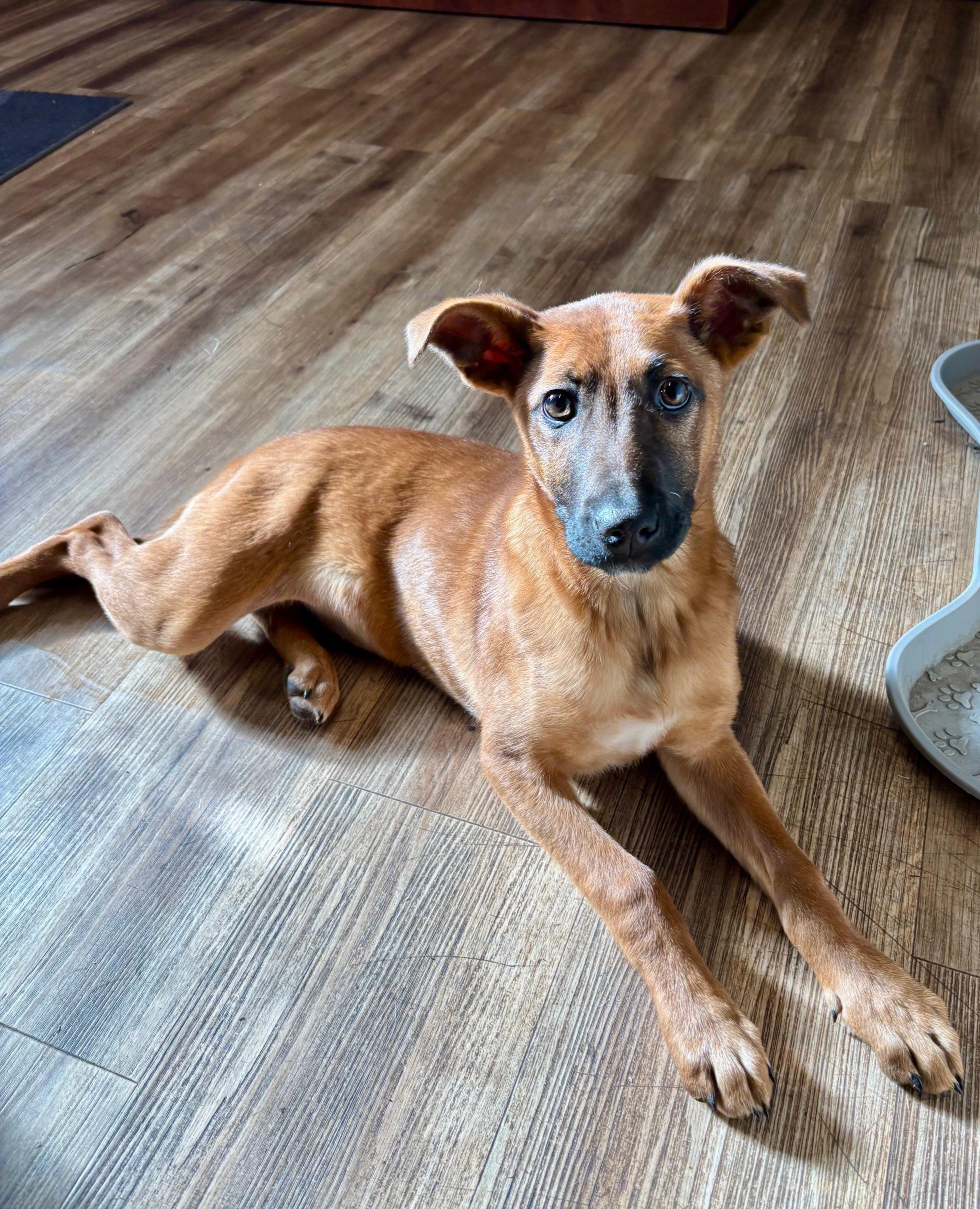 Enlarge Caramel, a ADOPTABLE mixed breed in Catlett, VA image 1/6