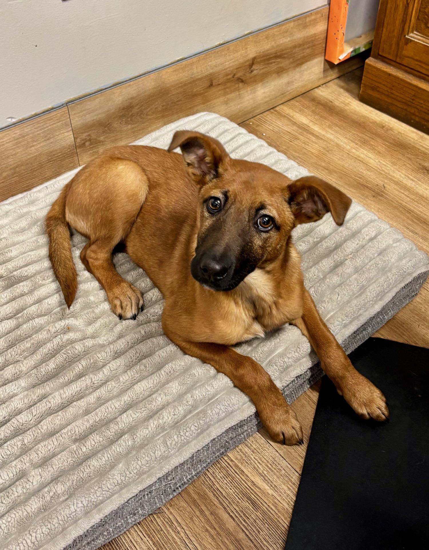 Enlarge Caramel, a ADOPTABLE mixed breed in Catlett, VA image 6/6