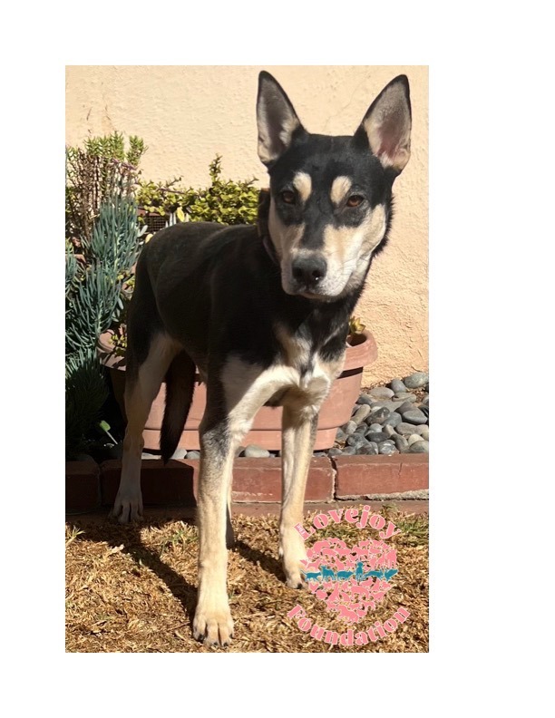 Elvira, an adopted Husky & Shepherd Mix in Inglewood, CA_image-1