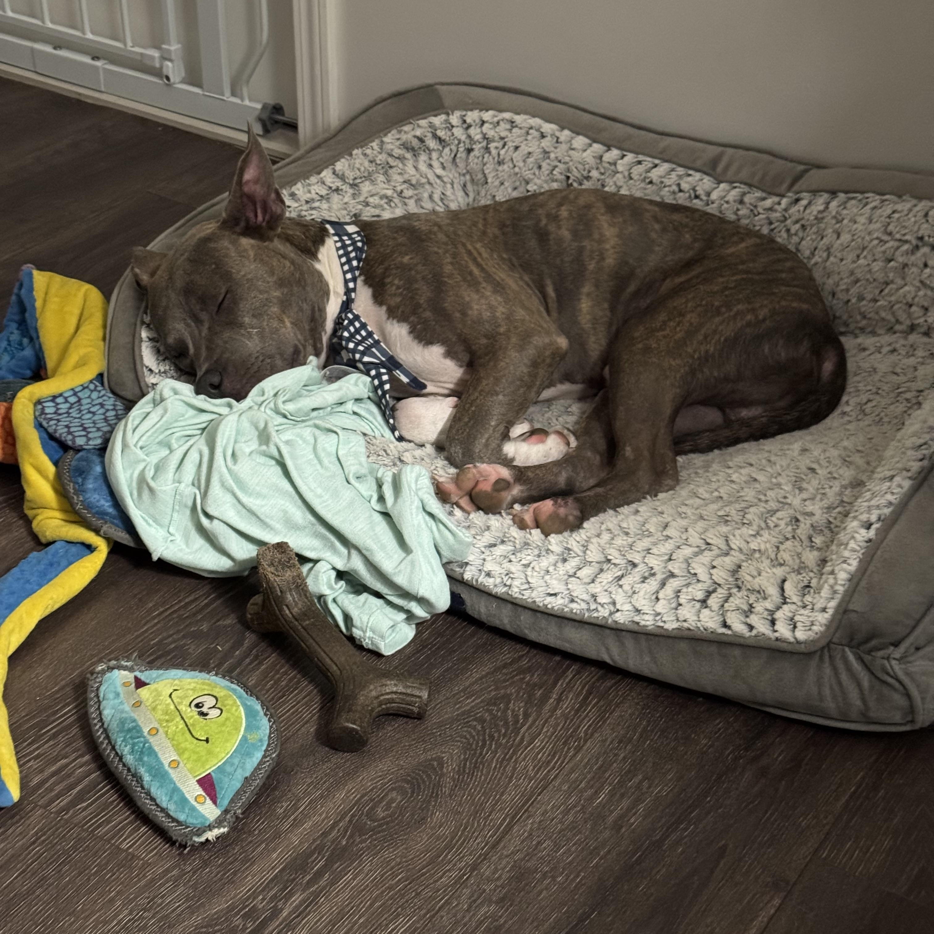 Enlarge Toby, a Adoptable Mixed Breed in Arlington, TN image 2/3