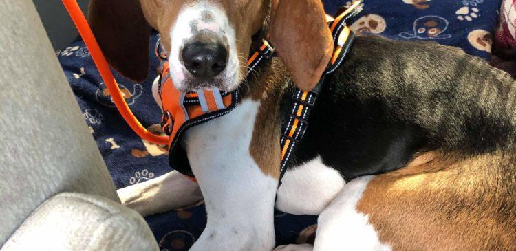 Jeremiah, Adoptable, Adult Male Treeing Walker Coonhound.