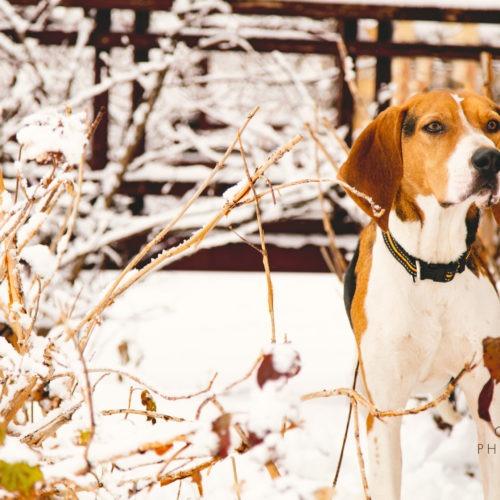 Enlarge Jeremiah, a Adoptable Treeing Walker Coonhound in Duart, ON image 2/6