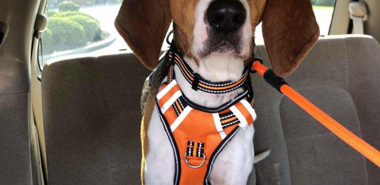 Enlarge Jeremiah, a Adoptable Treeing Walker Coonhound in Duart, ON image 3/6