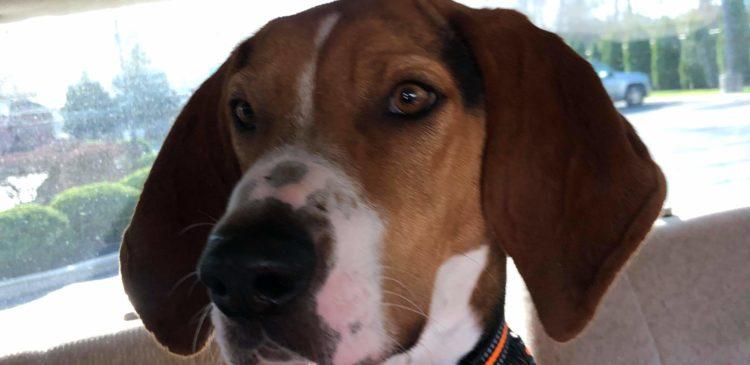 Enlarge Jeremiah, a Adoptable Treeing Walker Coonhound in Duart, ON image 4/6