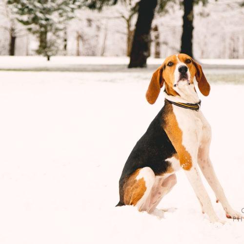 Enlarge Jeremiah, a Adoptable Treeing Walker Coonhound in Duart, ON image 5/6