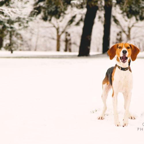 Enlarge Jeremiah, a Adoptable Treeing Walker Coonhound in Duart, ON image 6/6