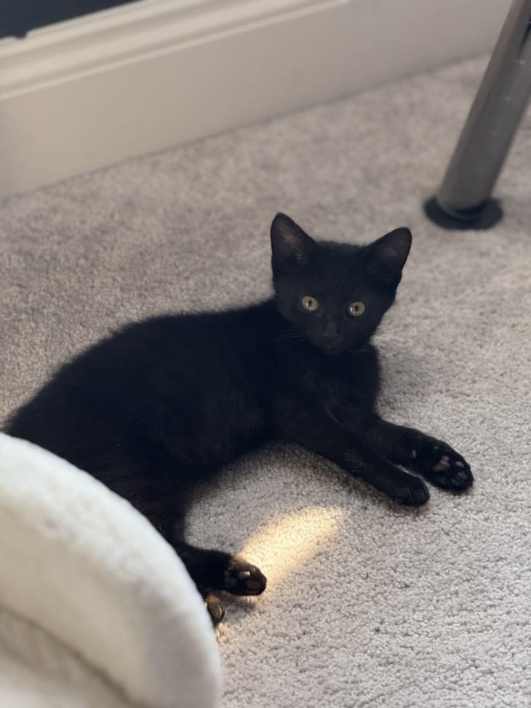 Darwin (ID 47140/ 1932), Baby Male Domestic Short Hair