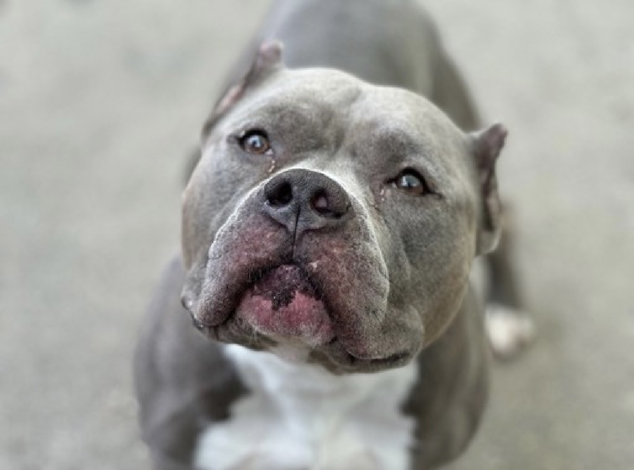 Archie, Adopted, Adult Male Pit Bull Terrier.
