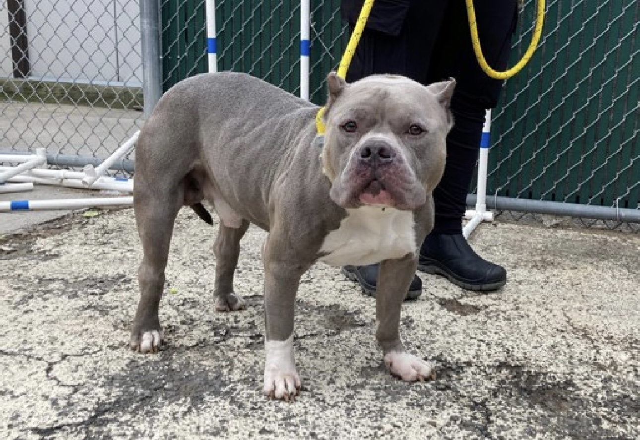 Archie, a Adopted Pit Bull Terrier in Vassalboro, ME image 2/4