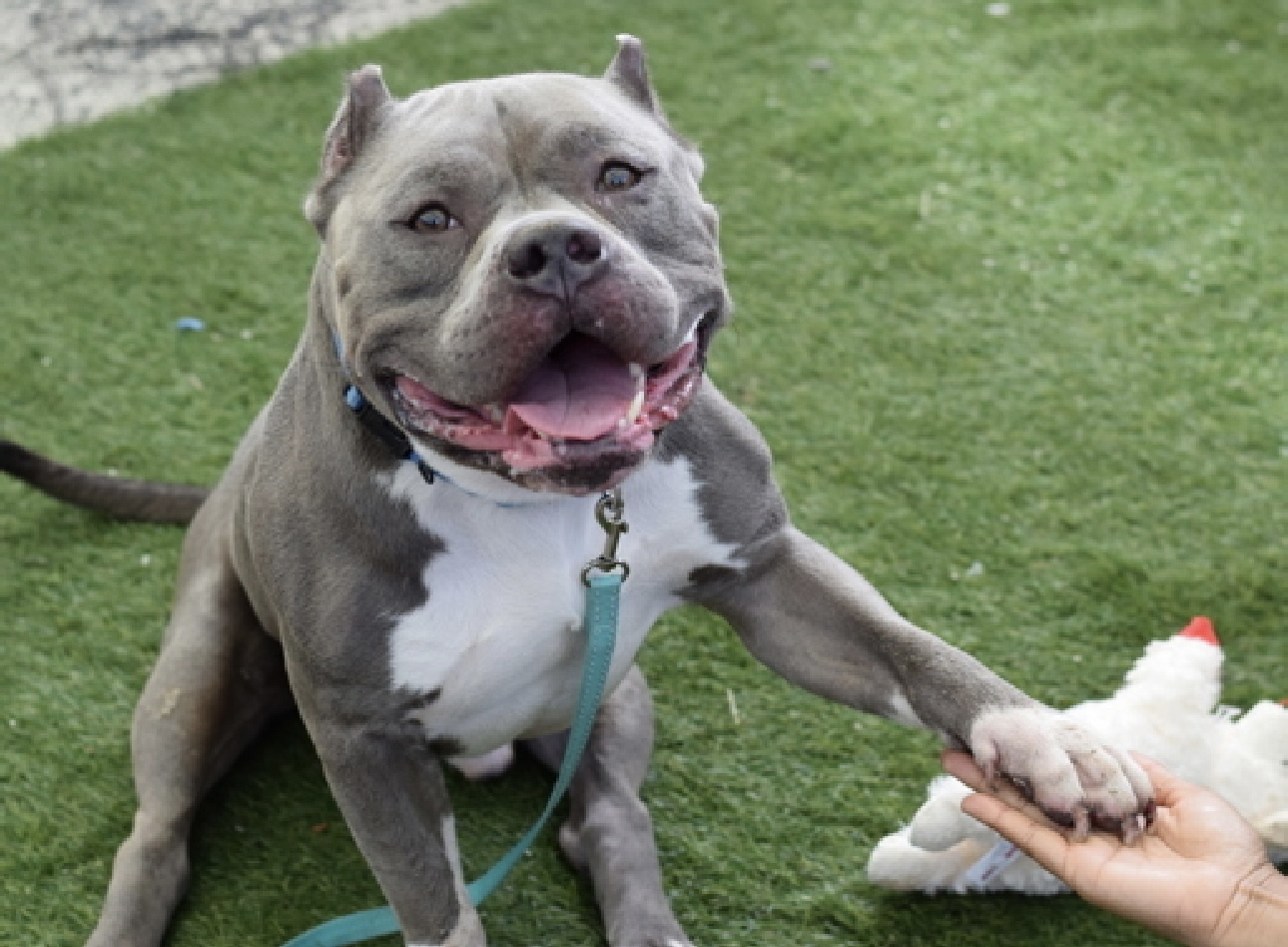 Archie, a Adopted Pit Bull Terrier in Vassalboro, ME image 3/4