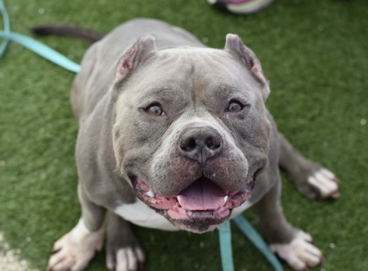 Archie, a Adopted Pit Bull Terrier in Vassalboro, ME image 4/4