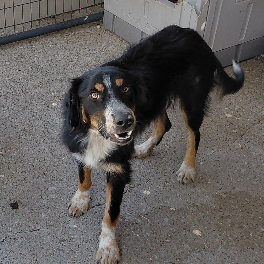 Tengo, a Adoptable mixed breed image 2/2